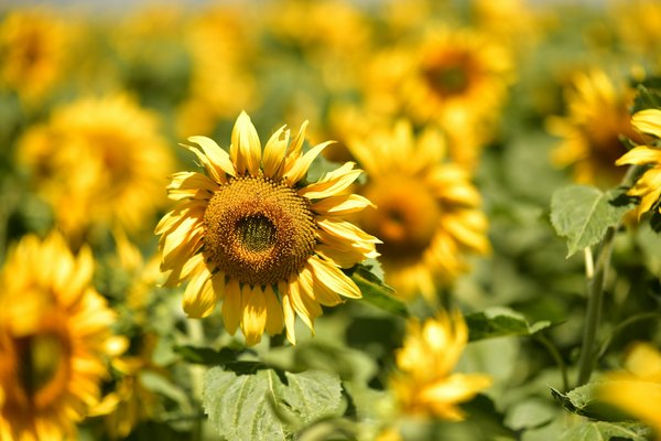 Quels sont les meilleurs endroits en Écosse pour des vacances avec des cours de fabrication de whisky et des randonnées dans les Highlands?
