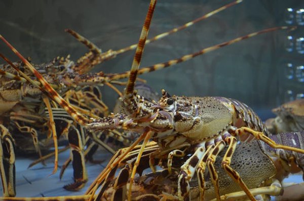 Comment découvrir les traditions de la pêche au homard en Bretagne?